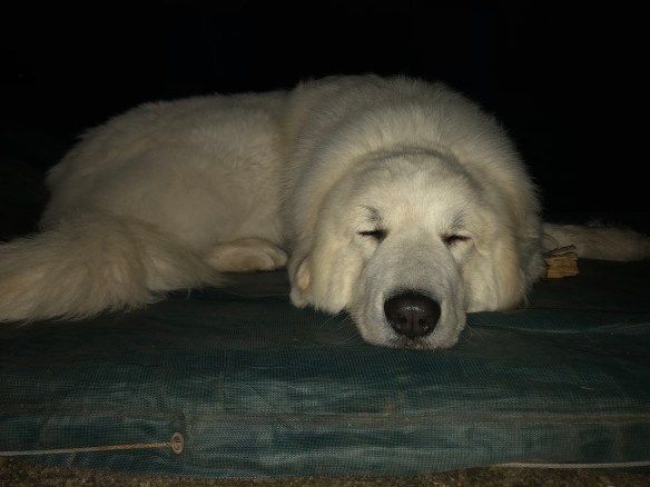 Guten Morgen! Ich bin die Bella.