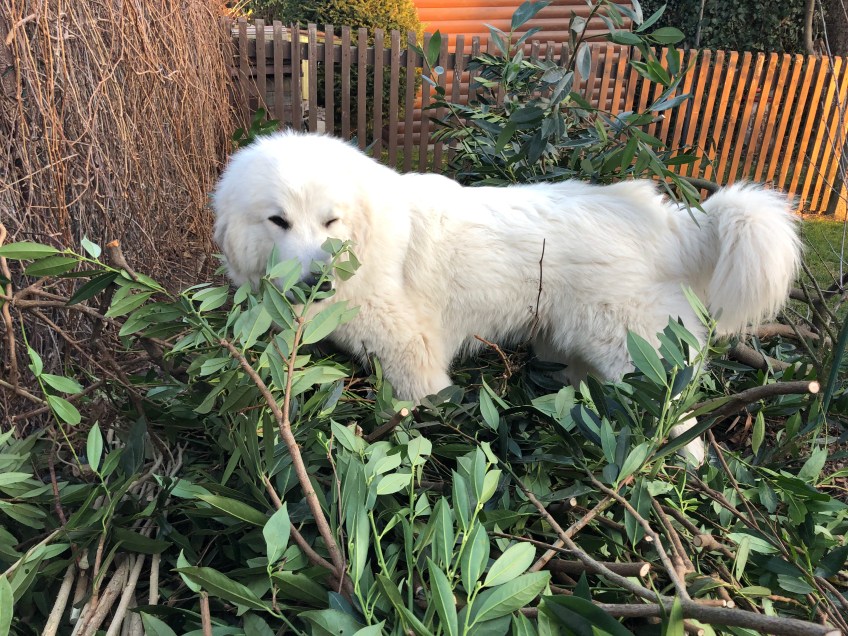 Die Bella hilft im Garten