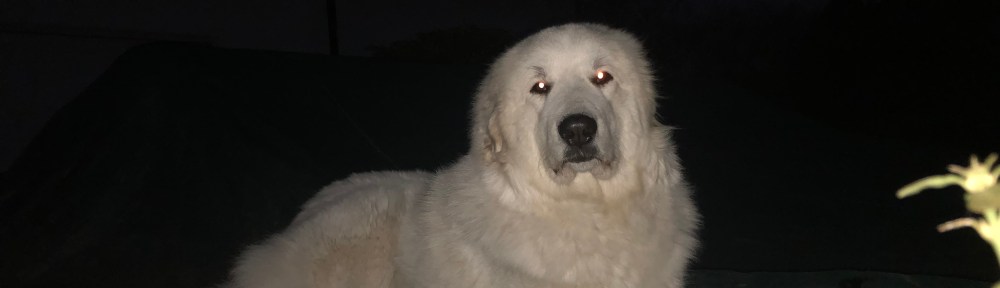 Die Chefin an ihrem Arbeitsplatz