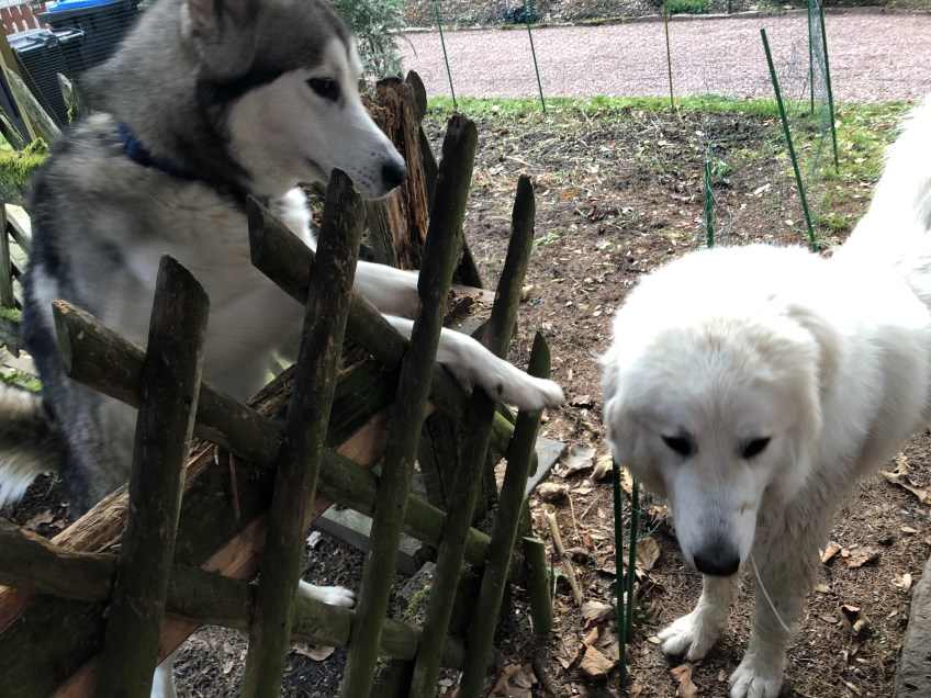 Bei meinem Husky-Freund