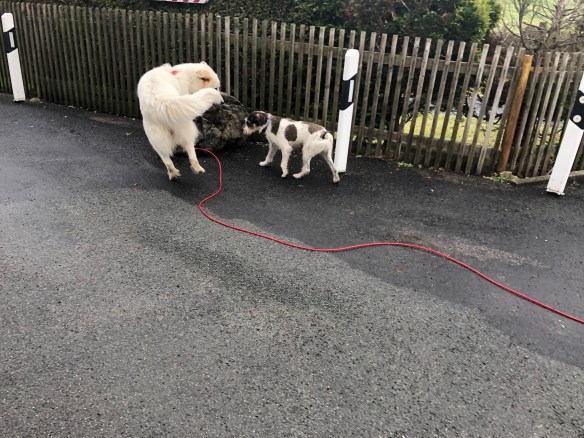 Mit dem Kalle spielen