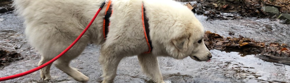 Morgenspaziergang an meinem kleinen Bächlein mit ganzganz viel Wasser