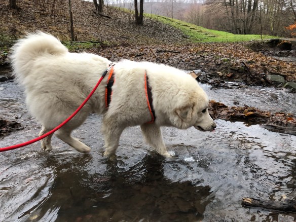 Morgenspaziergang an meinem kleinen Bächlein mit ganzganz viel Wasser