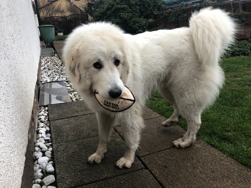 Mein Eierball!