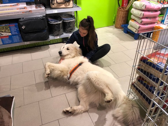 Die Bella ist mit ihrer kleinen Menschenschwester einkaufen