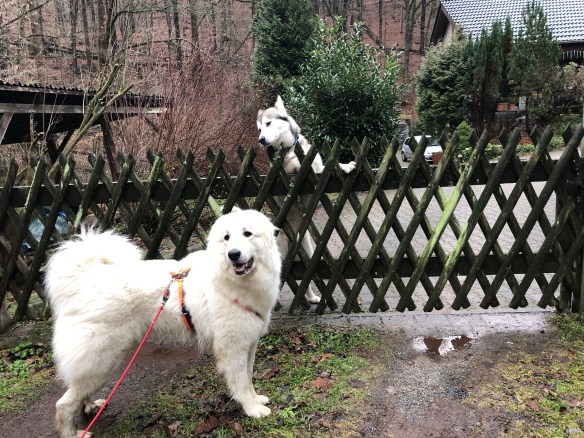 Zu Besuch beim Husky