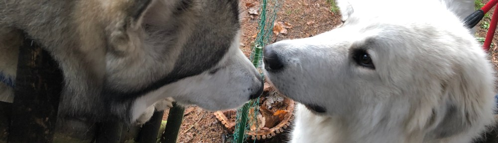 Die Bella und ihr Husky-Freund