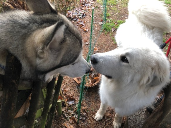 Die Bella und ihr Husky-Freund