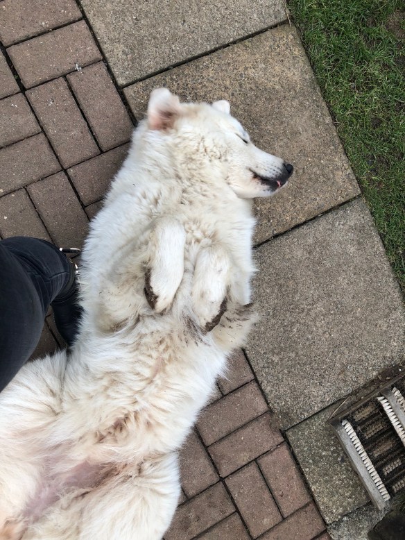 Wohlfühlen, Sonnenbad, Bauchkraulen!