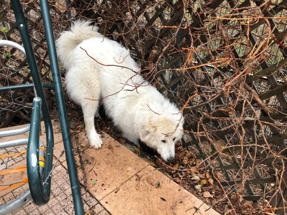 Gartenarbeit! Loch buddeln!