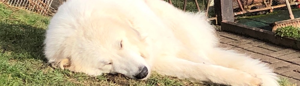 Die Bella liegt in der Sonne