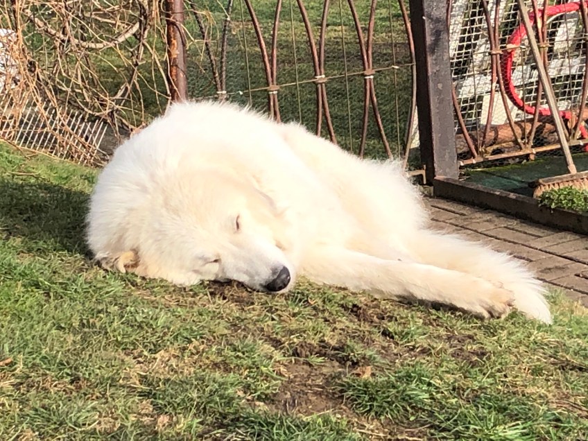 Die Bella liegt in der Sonne