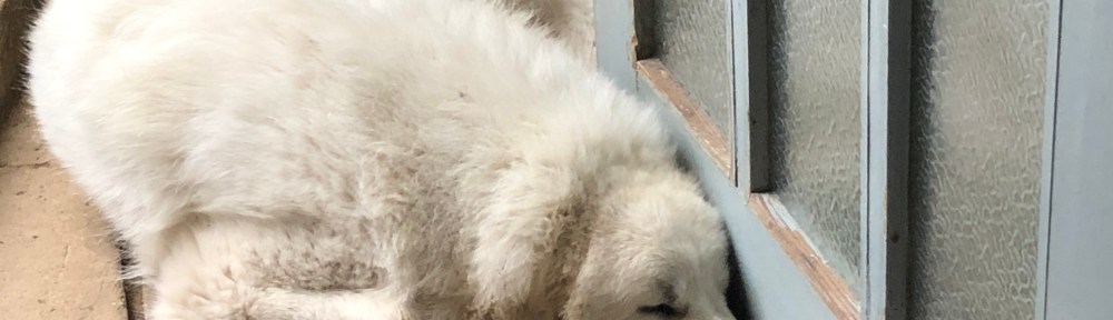 Pyriprinzessinnenschönheitsschlaf