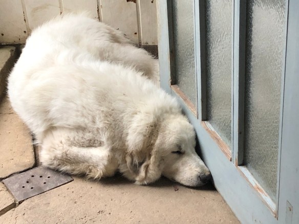 Pyriprinzessinnenschönheitsschlaf