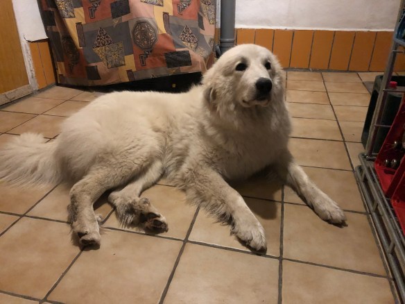 Die Bella in ihrem Keller