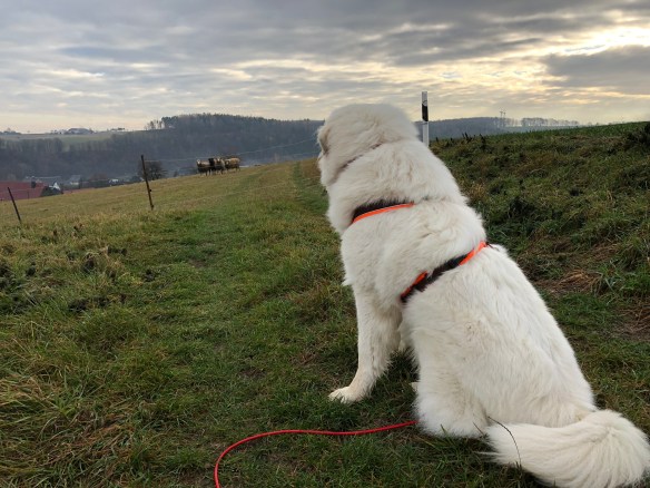 Die Bella bewacht Schafe