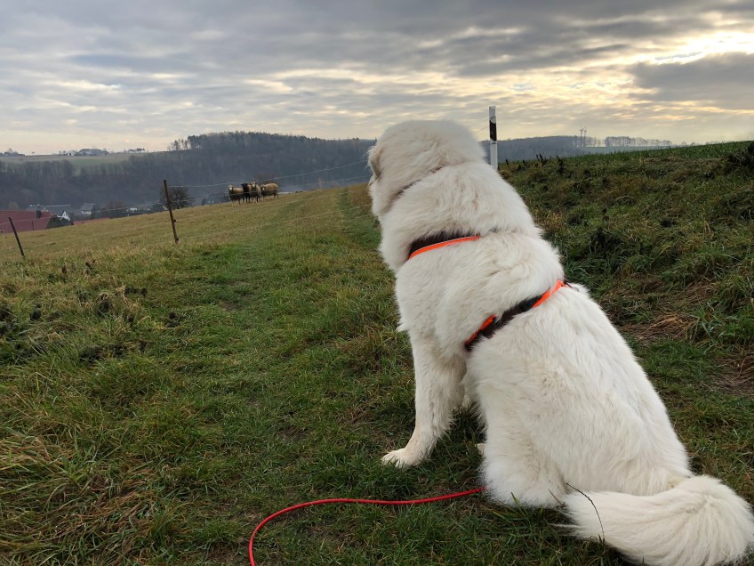 Die Bella bewacht Schafe