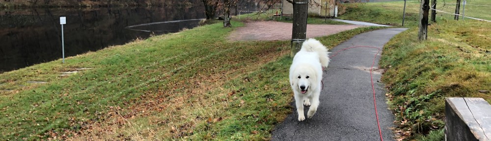 Auf dem Weg zur Wackelbrücke