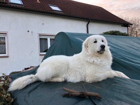 Die Bella auf ihrem Wachposten