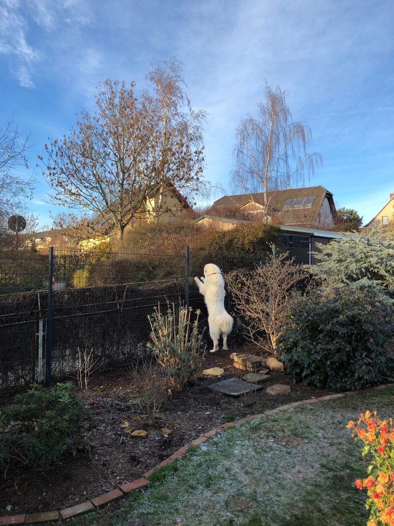 Die Bella guckt über ihren neuen Zaun