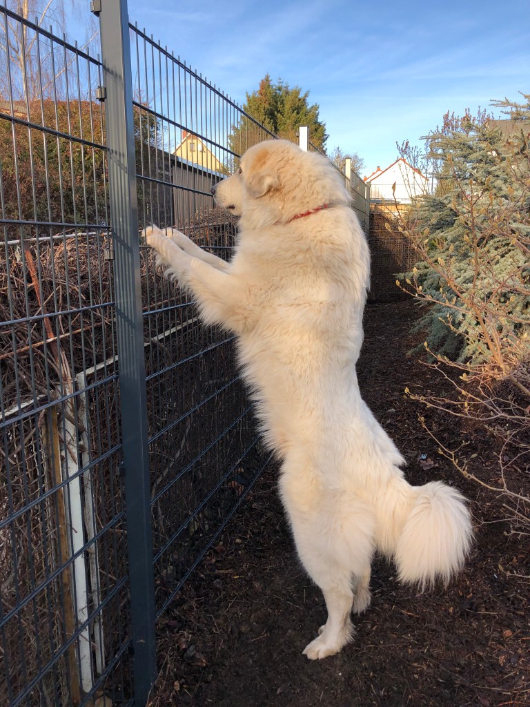 Mein neuer Zaun ist fast so groß wie ich. Fast!