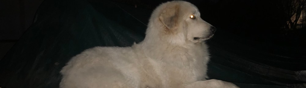 Ich bin Bella, die Herdenschützerin