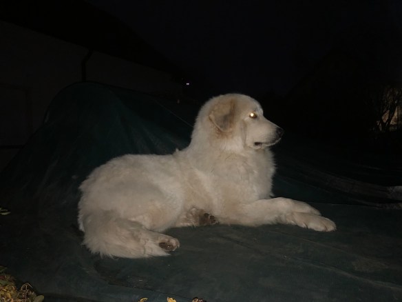 Ich bin Bella, die Herdenschützerin