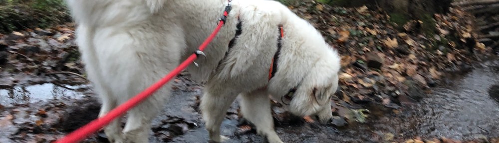 Die Bella trinkt im kleinen Bächlein