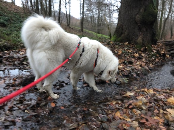 Die Bella trinkt im kleinen Bächlein