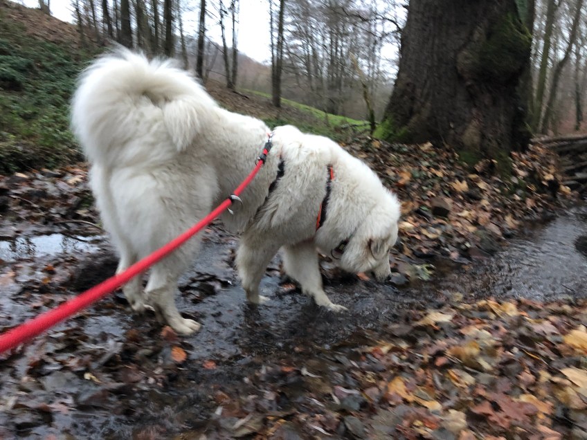 Die Bella trinkt im kleinen Bächlein