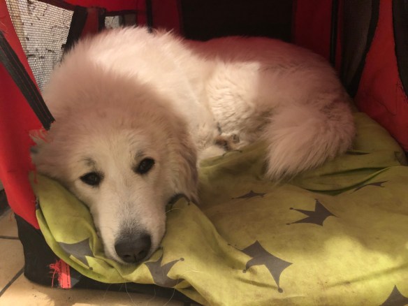 Buuh, Matschepampewetter. Ich bleibe in meiner Kellerwohnung