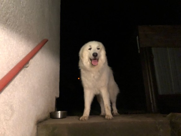 Los geht's in die Hundeschule!