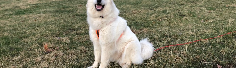 Die Bella geht spazieren