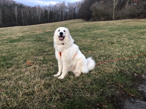 Die Bella geht spazieren