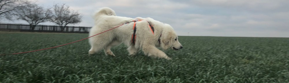 Die Bella auf dem großen Feld