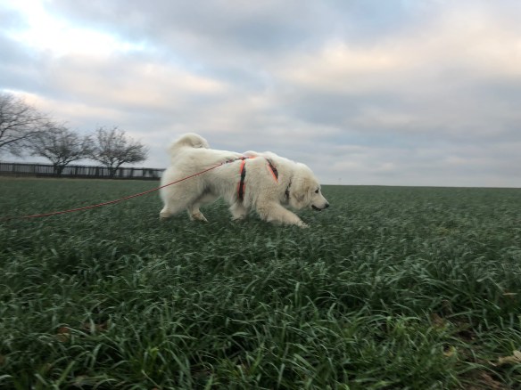 Die Bella auf dem großen Feld