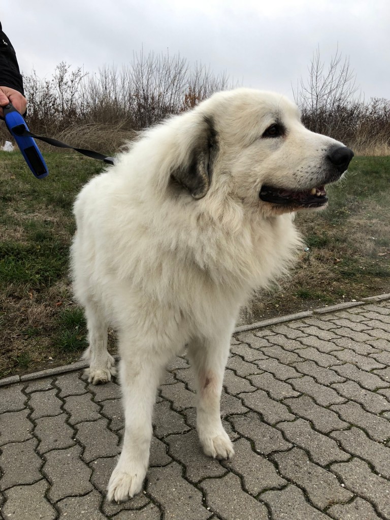 Mein Opi Awiseman