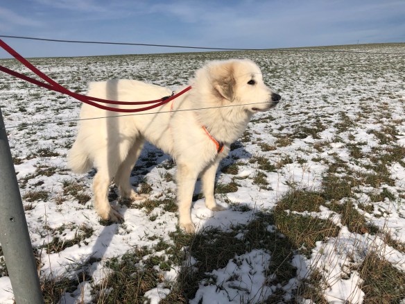 Auf meiner großen Feldwiese
