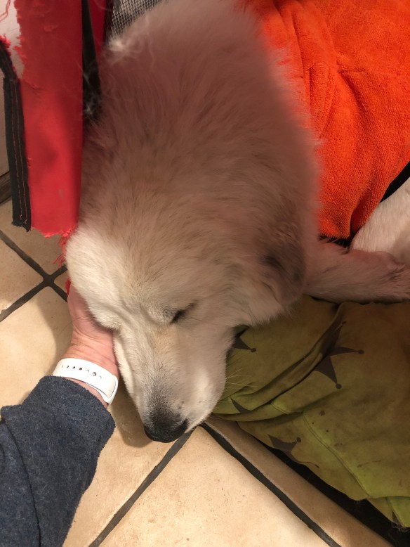 Gute Nacht! Die Bella schlummert schon.