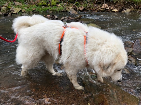 Wasser trinken im Gottesaubach