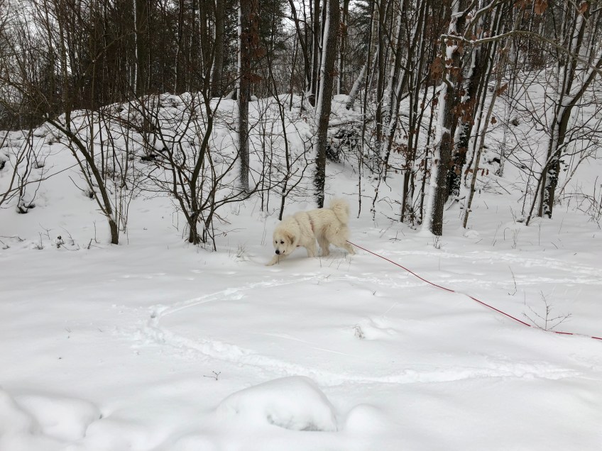 Spaziergang mit meinem großen Mensch