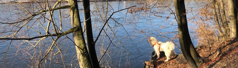 Ich beobachte die Enten