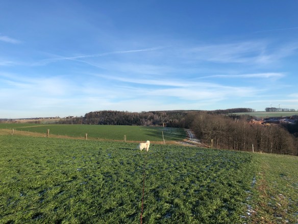 Die Bella beobachtet die Rehe