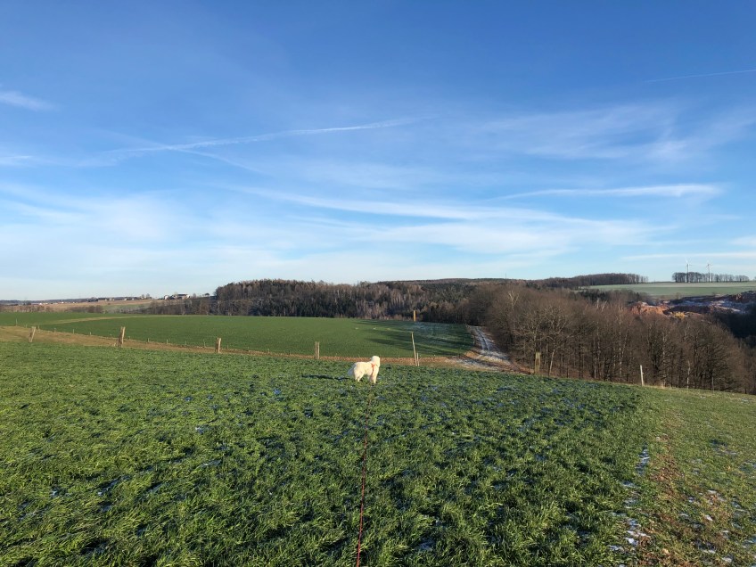 Die Bella beobachtet die Rehe