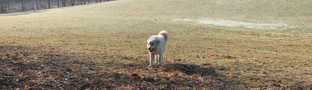 Mein Morgenspaziergang auf der großen Wiese