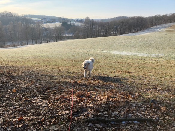 Mein Morgenspaziergang auf der großen Wiese
