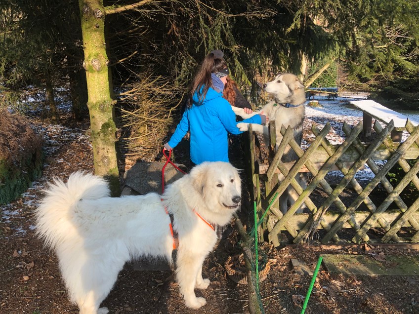 Wir sind beim Husky. Am Gartenzaun …