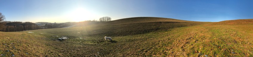Die kleine Bella auf der großen Wiese