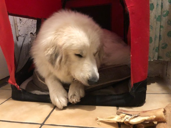 Hmmmm, was futtere ich als nächstes?