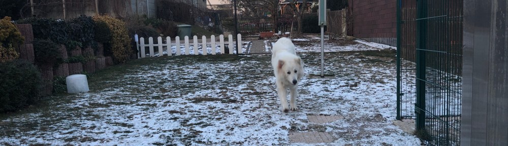 Jetzt geht's zur Hundeschule!